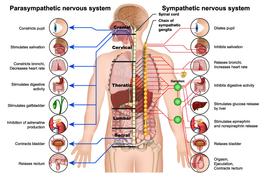 ADHD Sympathetic Vs Parasympathetic Nervous System